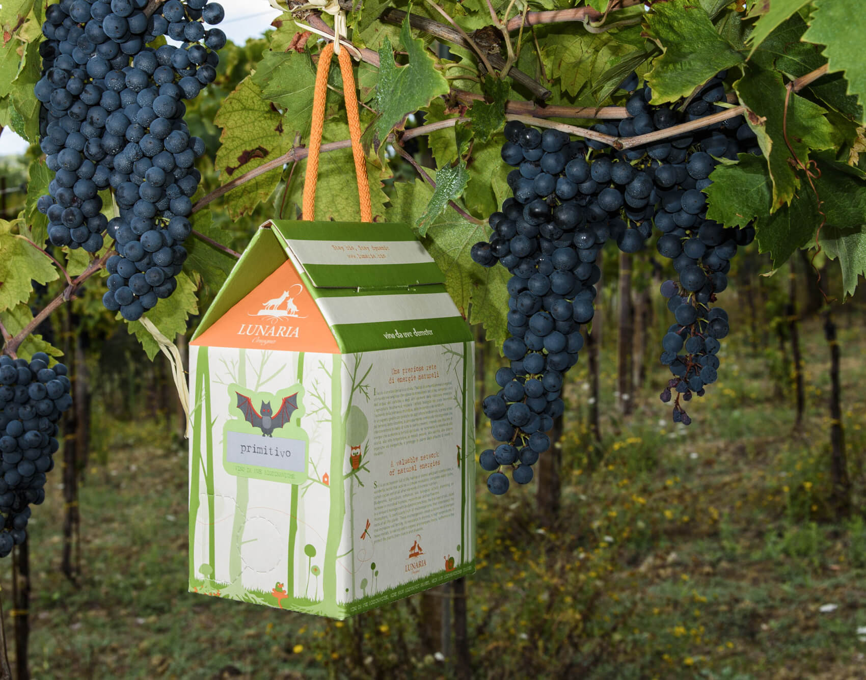 Die besten Weine in praktischen 3l-Packungen